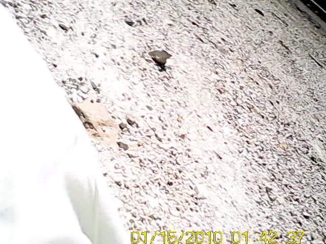 Still frame from Jeff Weinhaus’s wrist camera showing his holstered pistol with the weapon secured and the barrel end oriented north toward the fence line. Still frame from Jeff Weinhaus’s wrist camera showing his holstered pistol with the weapon secured and the barrel end oriented north toward the fence line